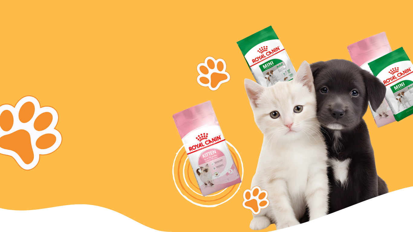 Healthy pets running outdoors